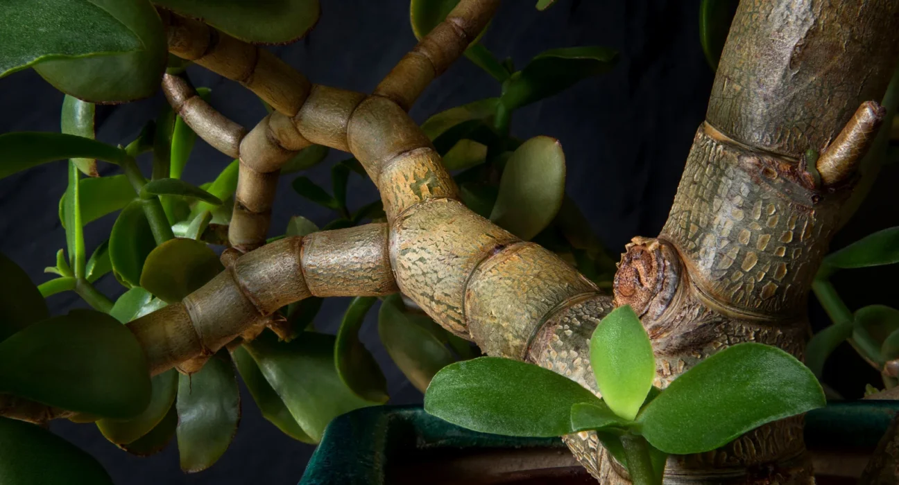 Tronco grosso e ramos de uma planta jade madura com folhas carnudas ovais