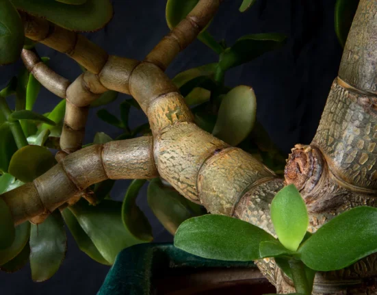 Tronco grosso e ramos de uma planta jade madura com folhas carnudas ovais