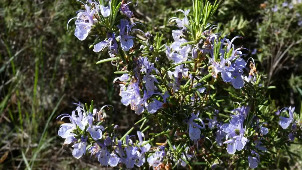 Arbusto de alecrim florido ao sol, uma das plantas aromáticas que ajudam a afastar mosquitos