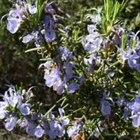 Arbusto de alecrim florido ao sol, uma das plantas aromáticas que ajudam a afastar mosquitos
