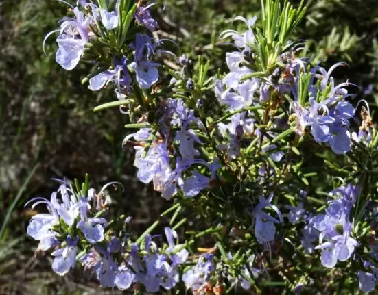 Arbusto de alecrim florido ao sol, uma das plantas aromáticas que ajudam a afastar mosquitos