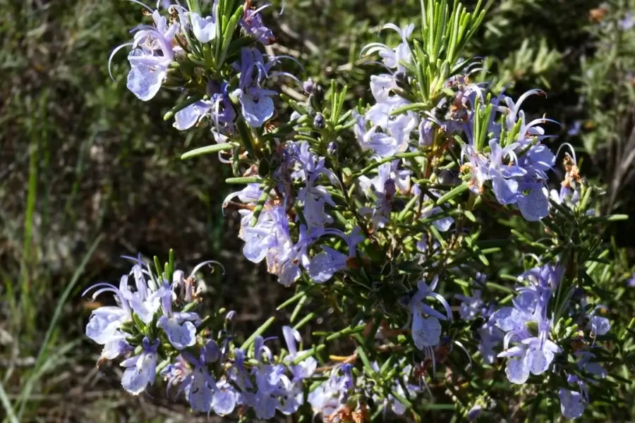 Arbusto de alecrim florido ao sol, uma das plantas aromáticas que ajudam a afastar mosquitos