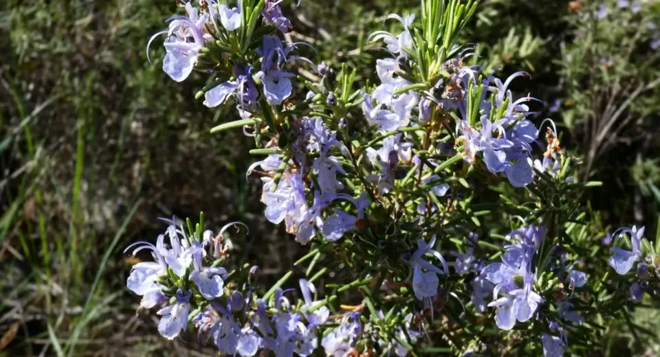 Arbusto de alecrim florido ao sol, uma das plantas aromáticas que ajudam a afastar mosquitos