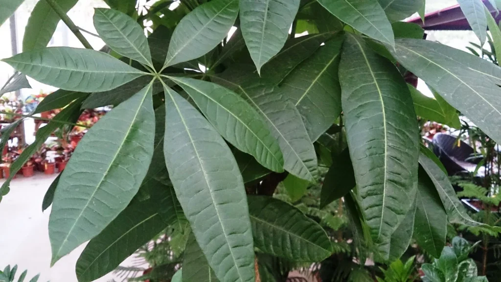 Folhas palmadas da pachira (Pachira aquatica), a árvore-da-fortuna, num viveiro