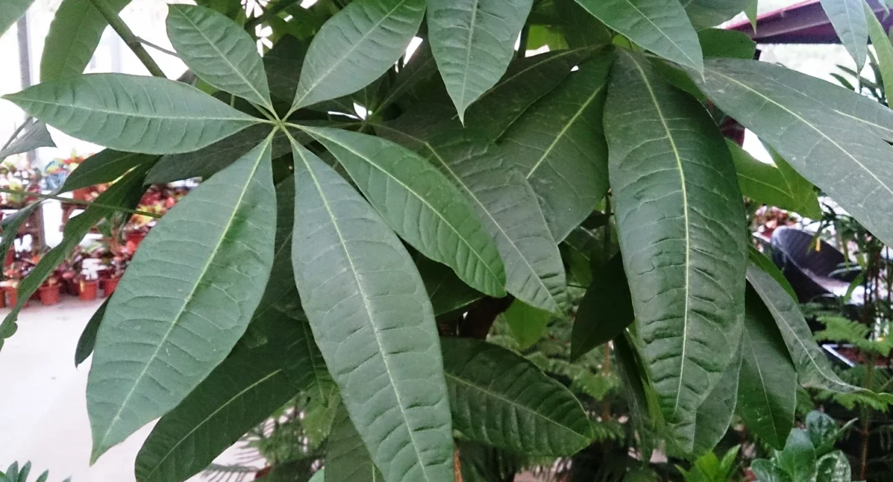 Folhas palmadas da pachira (Pachira aquatica), a árvore-da-fortuna, num viveiro