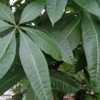 Folhas palmadas da pachira (Pachira aquatica), a árvore-da-fortuna, num viveiro
