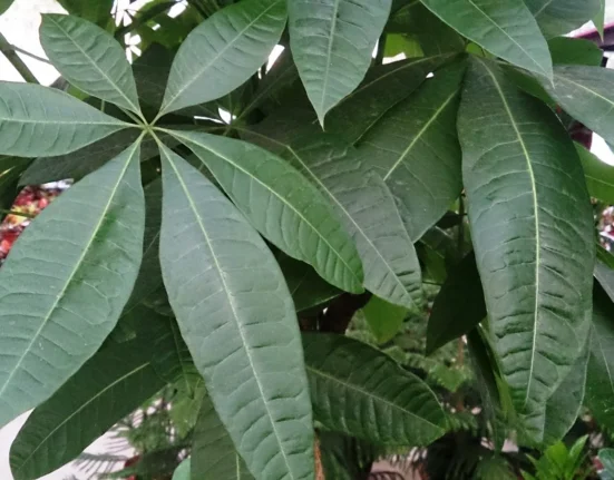Folhas palmadas da pachira (Pachira aquatica), a árvore-da-fortuna, num viveiro