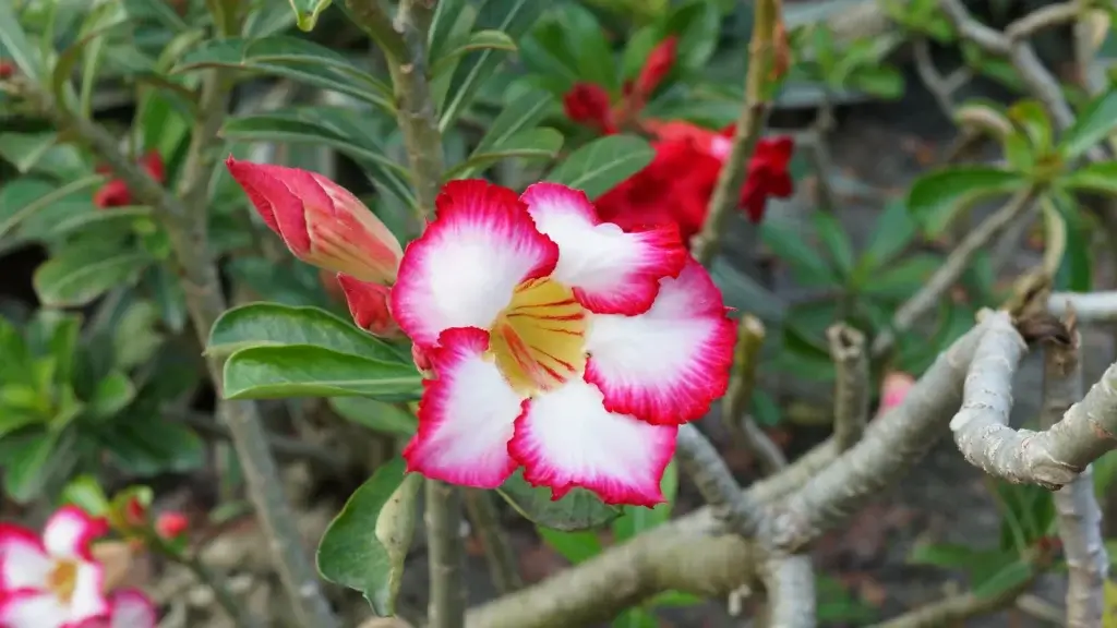 Flor da rosa do deserto rosa e branca aberta num ramo, com botão ao lado