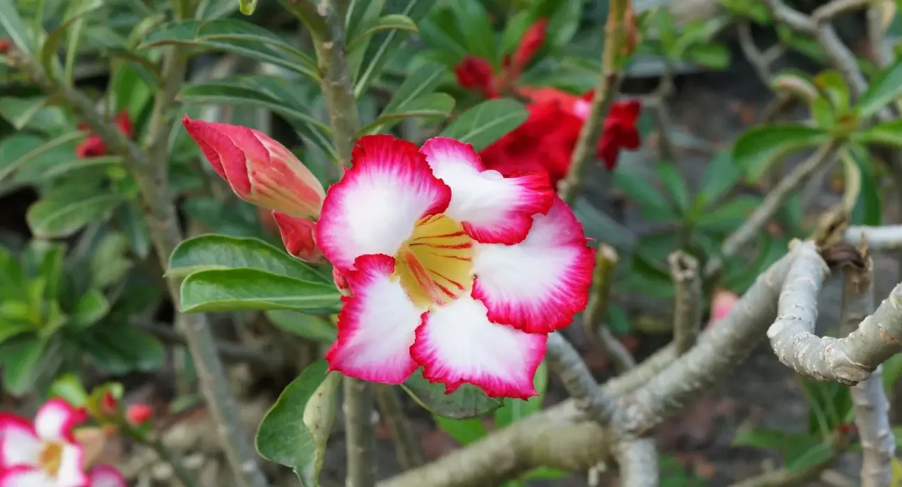 Flor da rosa do deserto rosa e branca aberta num ramo, com botão ao lado