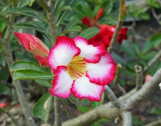 Flor da rosa do deserto rosa e branca aberta num ramo, com botão ao lado