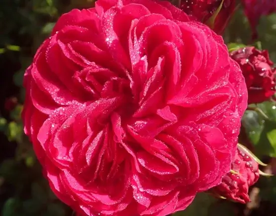Rosa vermelha aberta com botões ao fundo numa roseira, após sol pleno e poda de primavera