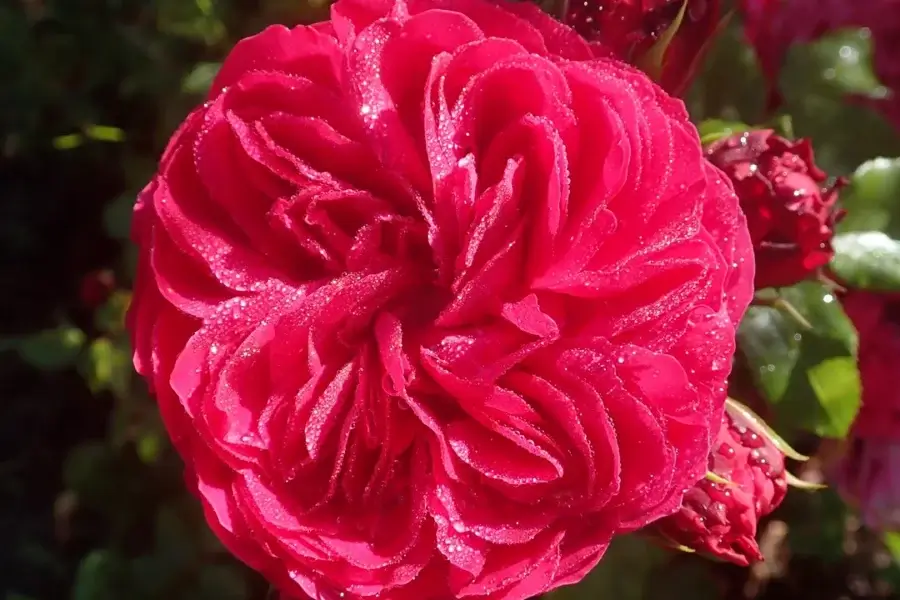 Rosa vermelha aberta com botões ao fundo numa roseira, após sol pleno e poda de primavera