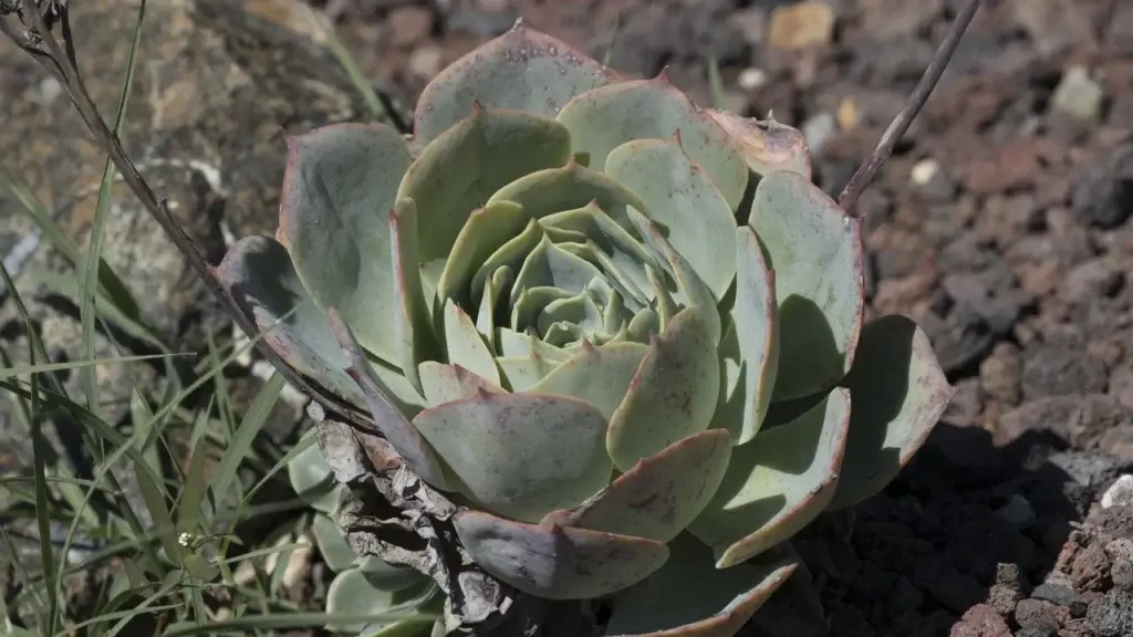 Roseta compacta de suculenta Echeveria com folhas firmes ao sol, sem estiolamento