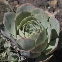Roseta compacta de suculenta Echeveria com folhas firmes ao sol, sem estiolamento