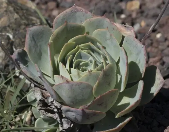 Roseta compacta de suculenta Echeveria com folhas firmes ao sol, sem estiolamento