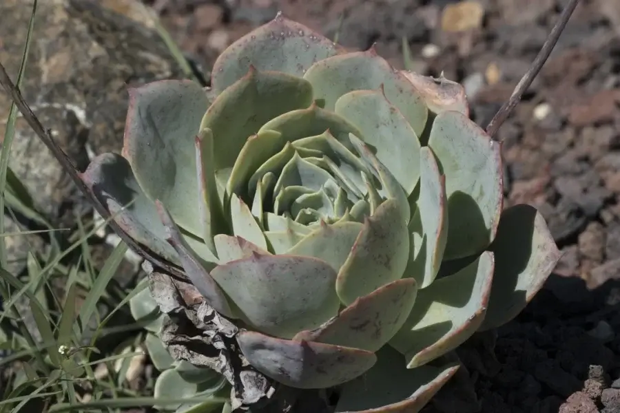 Roseta compacta de suculenta Echeveria com folhas firmes ao sol, sem estiolamento