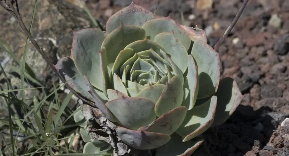 Roseta compacta de suculenta Echeveria com folhas firmes ao sol, sem estiolamento