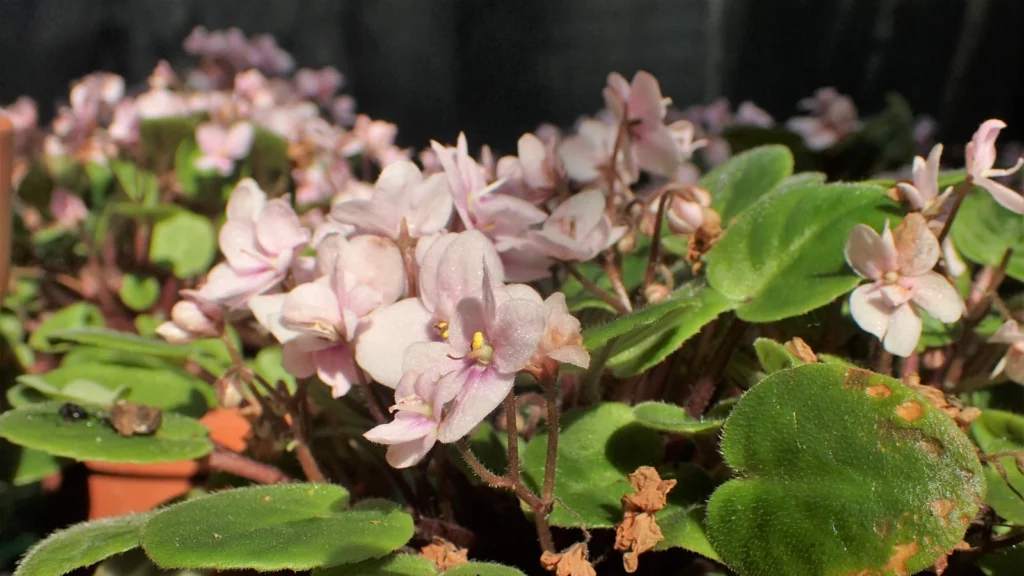 Touceira de violetas africanas com muitas flores rosa-claro e folhas aveludadas
