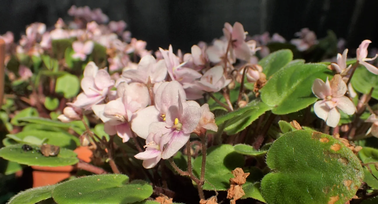 Touceira de violetas africanas com muitas flores rosa-claro e folhas aveludadas