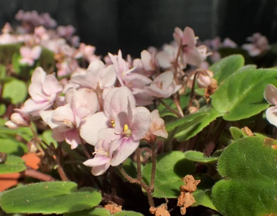 Touceira de violetas africanas com muitas flores rosa-claro e folhas aveludadas